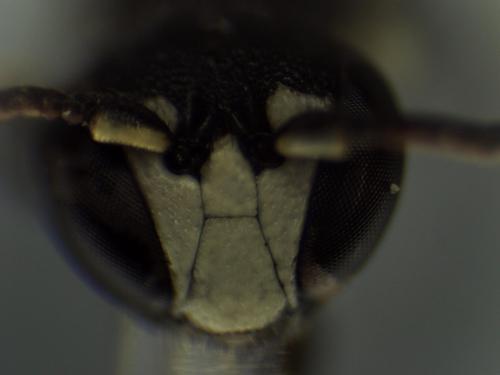 Réf. 334 385 : Hylaeus sinuatus